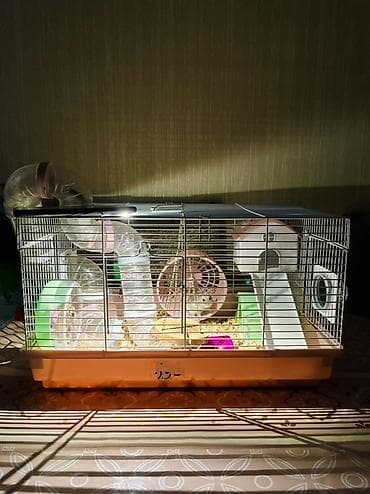 ordək bala: Xamyaq qəfəsin alana 4xamyaq+yumru akvaroum+daşı dekoru+3 danio balığl — 2