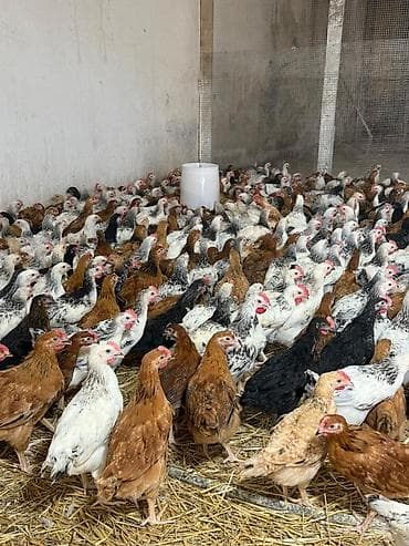 Her bir vaksinleri olunmuş tam sağlam hem kesime hem damazliga yararli