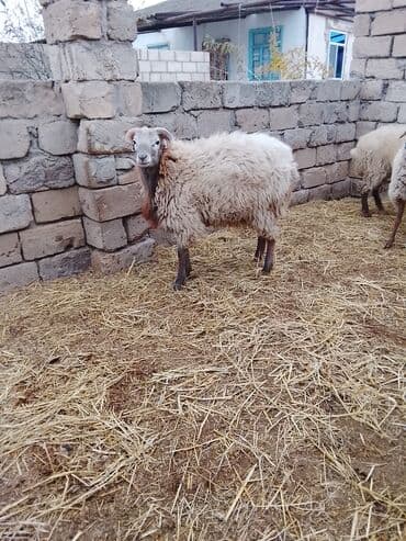 yerli qoyunlar: Dişi, il: 2, Damazlıq — 2