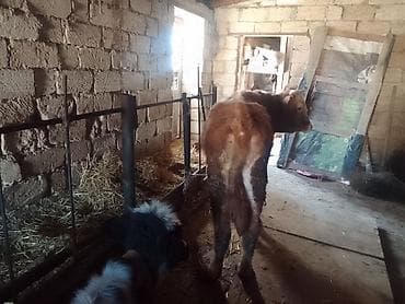 Hinduşkalar: Dana, buzov, Erkək, ay: 1, 135 kq, Ətlik, Ünvandan götürmə, Ödənişli çatdırılma — 4