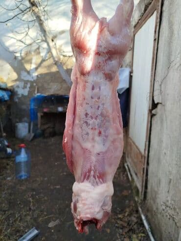 baliq topdan satis: Dovşan eti halal kesilmiş halal ceki 1 ededi gelir 1k.800q. 1k.500q — 41