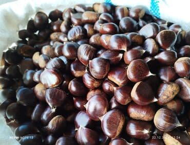 şir tortu: Şabalıd – təbii, seçilmiş və ayıqlanmış Məhsul: - Qabıqlı, tünd — 3