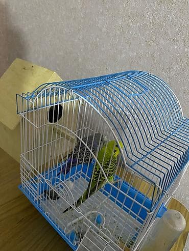 darling it yemi: 2 papuqay, qefes, su qabi, yem qabi ve yuva — 2