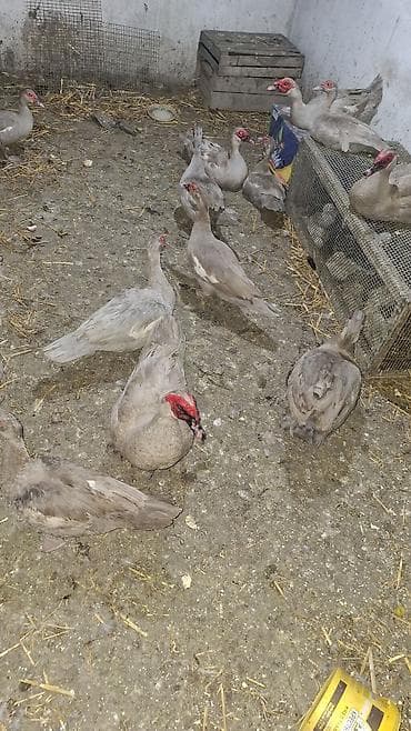 cex qus: Muscovy ördəkləri və ördək balaları - Növ: Muscovy (indo) ördək - — 2