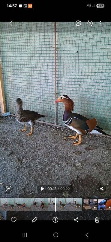 золотая шиншилла котенок: Mandarin ördəkləri – cütlük - Nadir və dekorativ növ: parlaq rəngli — 1