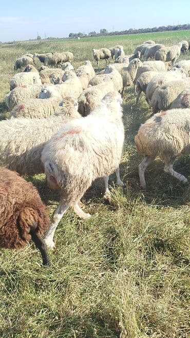 bakida cins ineklerin satisi: Dişi, il: 1, 50 kq, Damazlıq, Ünvandan götürmə — 14