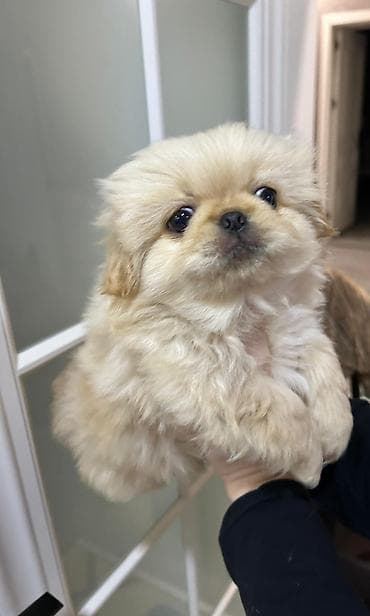 heyvanlar: Pekines, Erkek, Ünvandan götürmə — 9