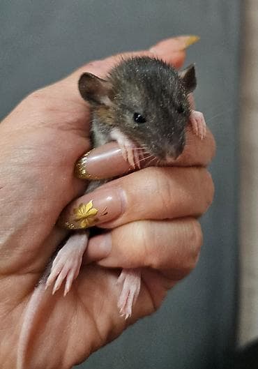 Кошки: В продаже имеются декоративные крыски. Породы Дамбо и Хаски. Есть — 3