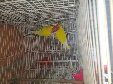 Quşlar: Məhsul: Dalmatinka/agapornis (lovebird) papuqayları – müxtəlif rəng — 2