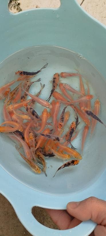 Koi, Sülhsevər, Ödənişli çatdırılma