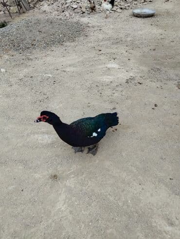 Heyvanlar üçün mallar: Amerkan zumrudu lala ordeklerin 5 Ayliq ve 4 Ayliq balalari satilir — 2