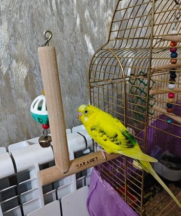 İtlər: Danişan papuqay Danışandi cox söz bilor. Əl quşudu . İnsanlardan — 2