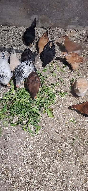 cücə: Toyuq cücələri, Damazlıq, Ödənişli çatdırılma — 8