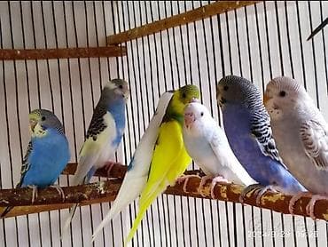 sabuncu quş bazarı: Sağlam papuqaylar 13 manatdan satıram az qalıb TƏLƏSİN — 2