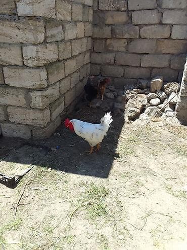 xoru: Ağ ləçəyi və parlaq qırmızı qaşqabağı olan xoruz. Orta ölçülü bədən — 2