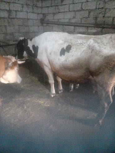 hinduska balasi satilir: Düyə14.16l.aprelin 3də.buğaya gəlib.anqus maya erkək balaynan.qırmızı — 5