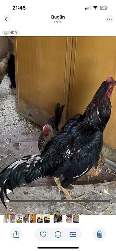 heyratı cucesi: Xoruz, Heyratı, il: 2 — 1