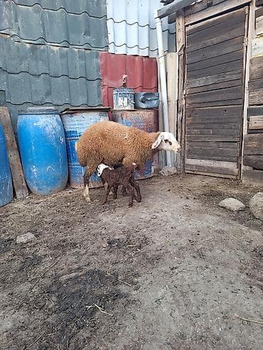 cins pisik satisi: Əbirəş Qala Birci qarına toxlu bu gün doğub — 3