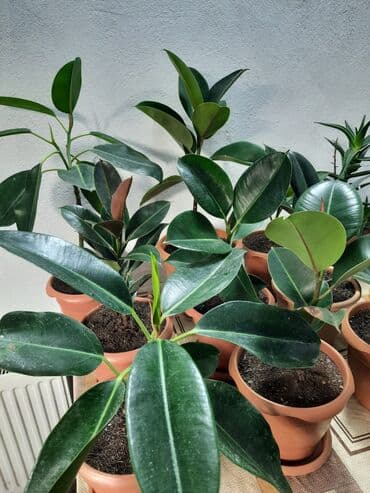 etotu bitkisi: Dollar gülü — 3