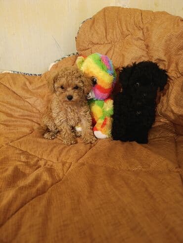 şpiç iti: Pudel — 11