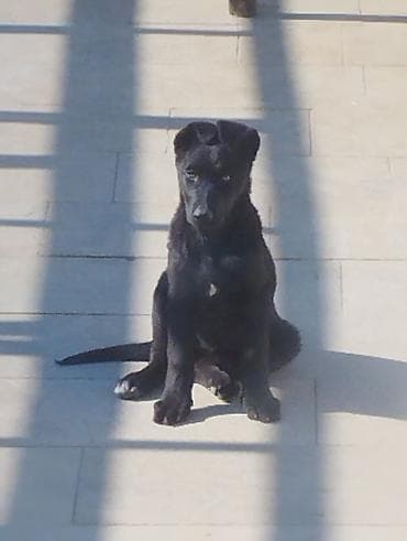 tuklu it: Peyvəndli — 3