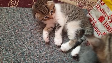 pişik cütleşdirmek: Şirin balaca pişik balaları - Cins: Şotland qıvrıqqulaq və düzqulaq — 6