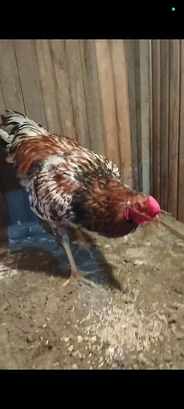 xoruz bazarl: Salam 10 ayliqdi unvan BAKI sağlam heyvan di — 1