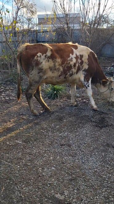 золотистый ретривер цена в баку: Самка, Simental, лет: 9, Для молока, Самовывоз — 2