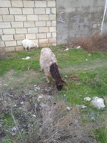 Məhsul: Qoyun və oğlaq Təsvir: - Şəkillərdə 1 baş ana heyvan