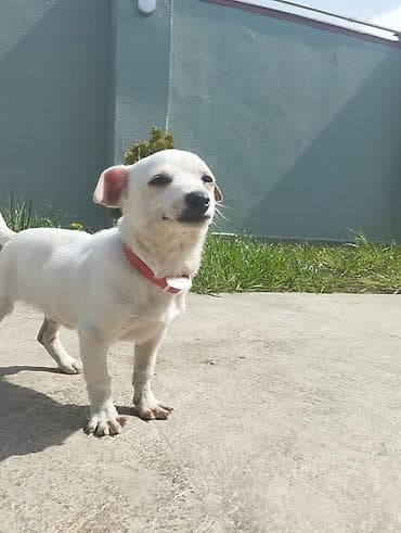 gencede heyvanlar: Cek rassel teryer, 3 ay, Erkek, Peyvəndli, Ünvandan götürmə — 3