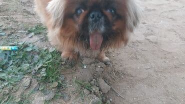 itler pikines type 1: Pekines — 2