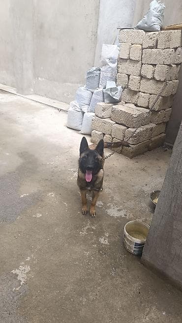 Belçika çoban iti, 4 ay, Dişi, Ünvandan götürmə