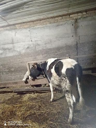 Qaramal – qara-ağ rəngli, sağlam bədən quruluşlu - Növ: inək/cavan — 1