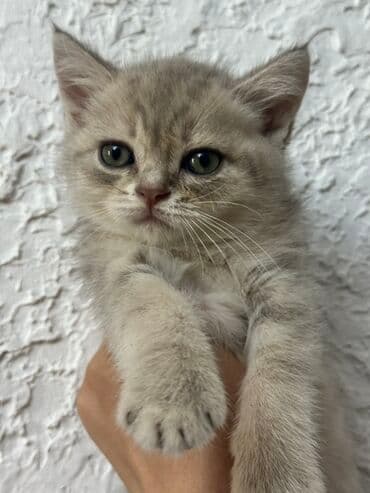 pişik pişik: Şotland, Dişi, Ünvandan götürmə — 2