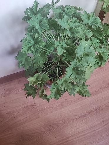 Aromatik qızılgül ətirli qeran (Pelargonium graveolens) – ev daxilində