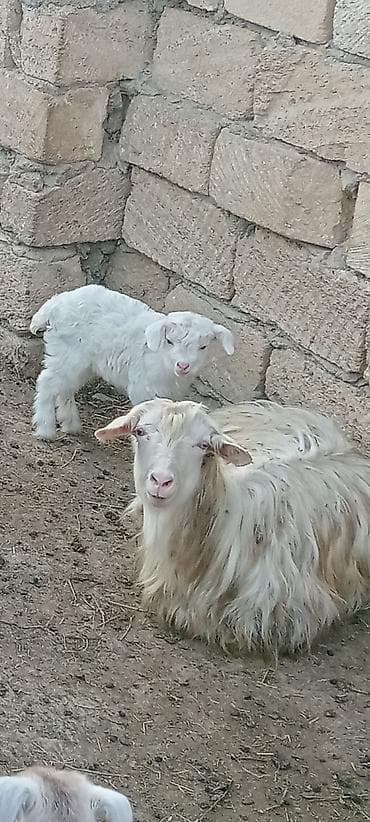 Cins: Yerli keçilər (qarışıq rənglər – ağ, qara, qəhvəyi), bala ilə