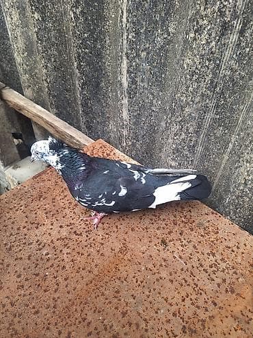 pişik satışı ucuz: Qızqın Erkəy Çil Kəkli 20 Manat — 3