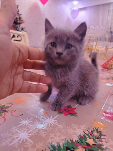 кот в добрые руки: Самец, В добрые руки, Самовывоз — 4