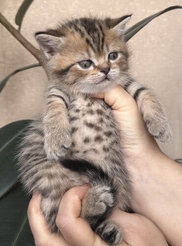 kirpi heyvan: Şotland — 1