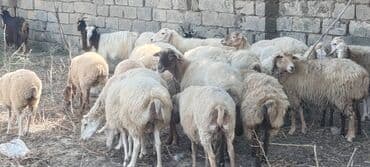 heyvanlara verilen xususi adlar: Kom satılır — 1