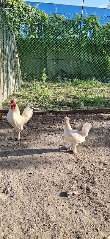 ucuz pisik yemekleri: Yaponka cütü 50 azn.kəkilli ayağı lələkli — 4