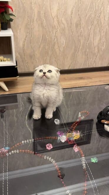 şotlan pişik: Şotland yastı qulaq, Erkək, Dişi, Yaxşı əllərə, Ünvandan götürmə, Pulsuz çatdırılma, Ödənişli çatdırılma — 98