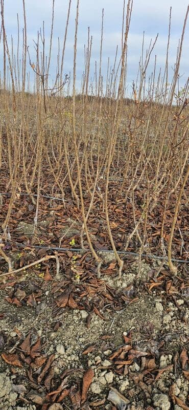 🍒 GİLAS TİNGLƏRİ SATILIR 🍒 📍 Şabran rayonu Ərkən sortlar mövcuddur