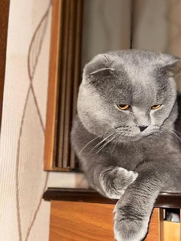 britain pişik: Şotland yastı qulaq — 2