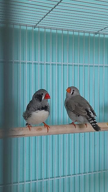 amadin qusu: Amadinlər 3- ü birlikdə cəmi : 45 azn . Tam sağlam quşlardır — 2