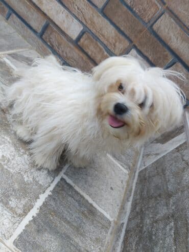pekines itleri: Pudel, 2 ay, Erkek, Peyvəndli, Ünvandan götürmə, Pulsuz çatdırılma — 2