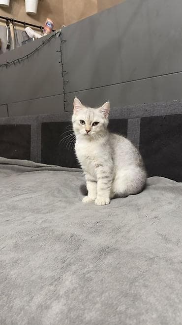 koşka: Şotland, Ünvandan götürmə — 5