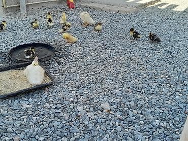 pekines bala: Lal ördək baları sağlamdır 20 günlükdür 40 dənədir — 1