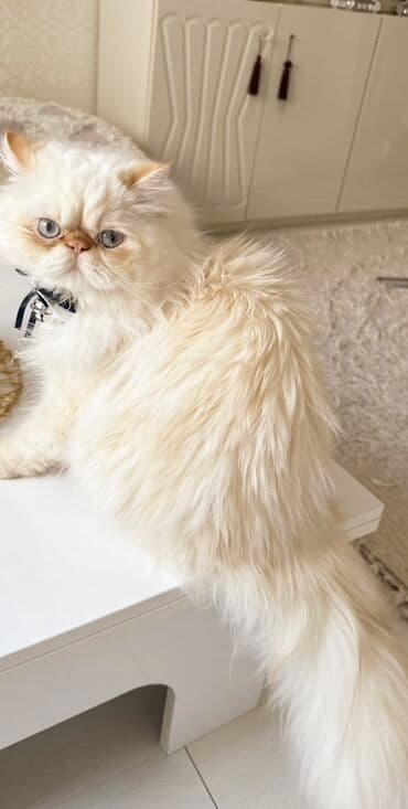 Fars, Erkək, Cütləşmə üçün — 2