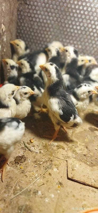 baki quslari: Toyuq cücələri, Damazlıq — 1